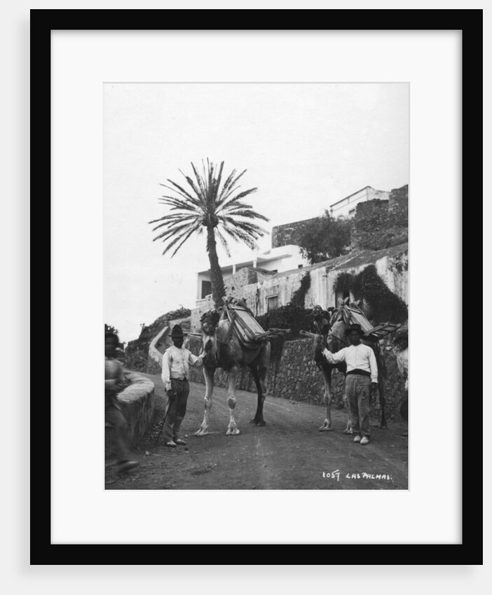 Men with camels, Las Palmas, Gran Canaria, Canary Islands, Spain by Anonymous
