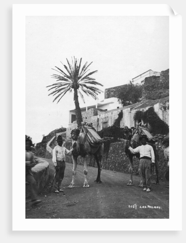 Men with camels, Las Palmas, Gran Canaria, Canary Islands, Spain by Anonymous