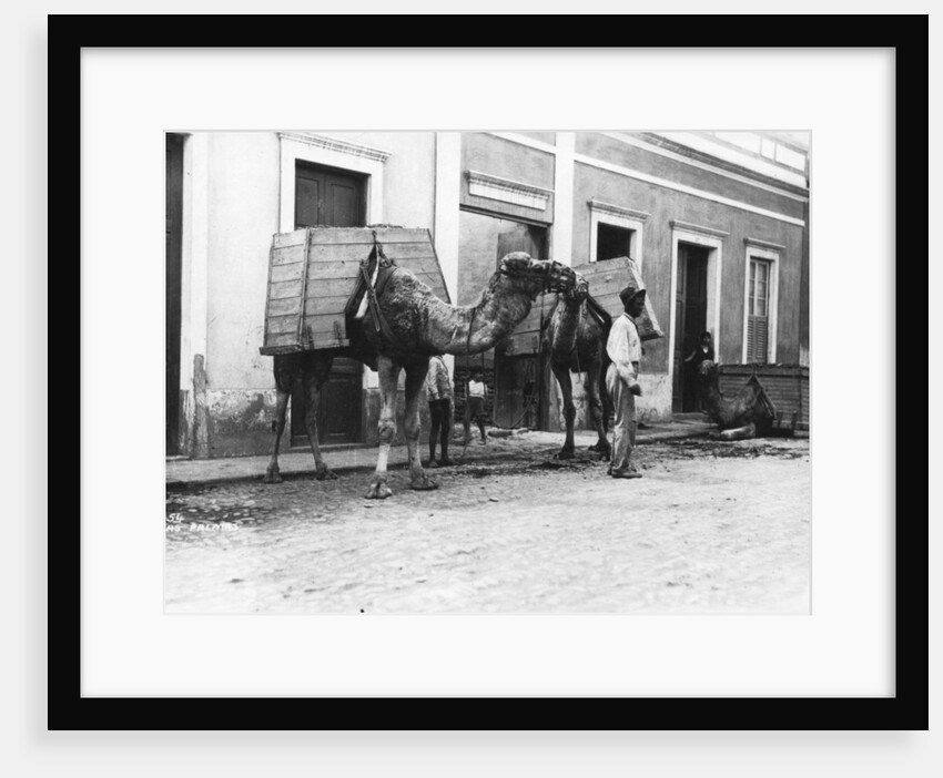 Man with camels, Las Palmas, Gran Canaria, Canary Islands, Spain by Anonymous