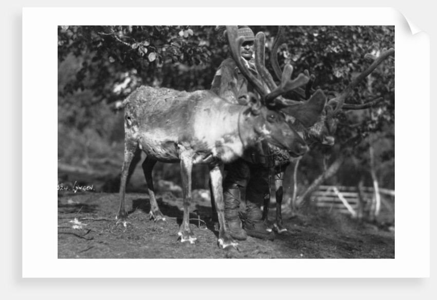 Local man with a reindeer, Lyngen, northern Norway by Anonymous
