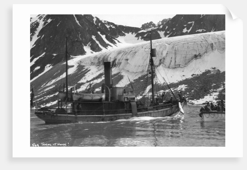 Whaling, Magdalene Bay, Spitzbergen, Norway by Anonymous