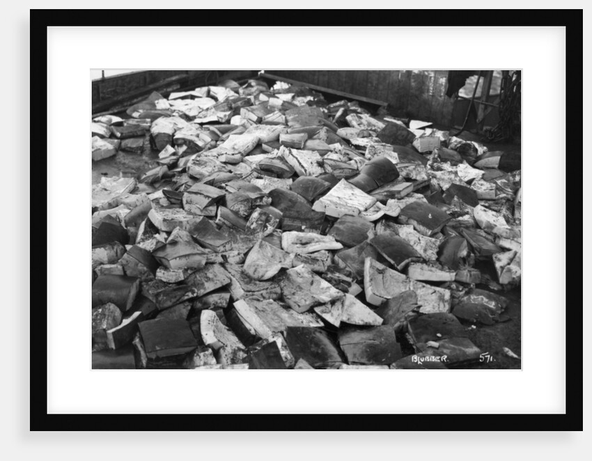 Whale blubber, Magdalene Bay, Spitzbergen, Norway by Anonymous