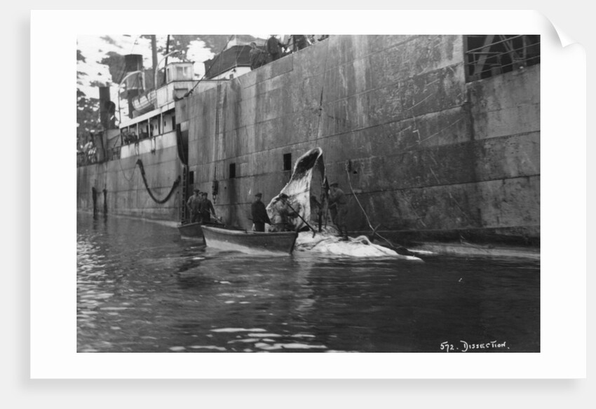 Whaling, Magdalene Bay, Spitzbergen, Norway by Anonymous