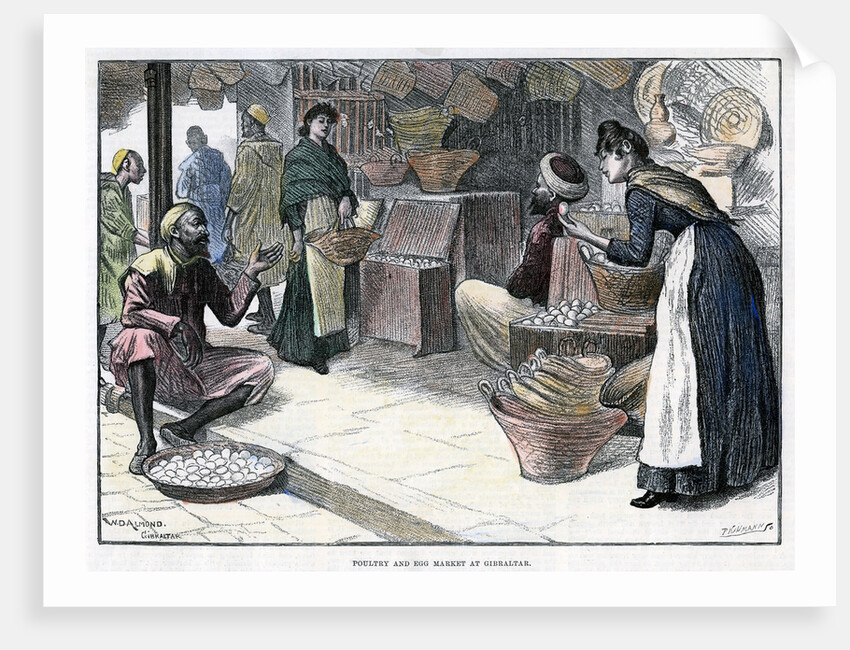Poultry and egg market in Gibraltar by P Naumann