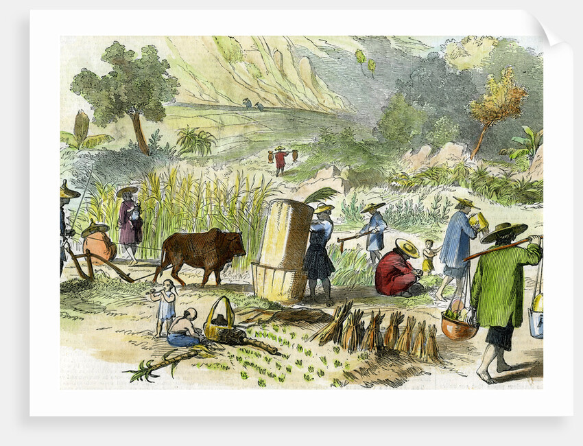 Chinese harvest, Hong Kong by Anonymous