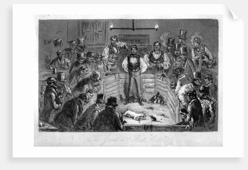 The Great 100 Rat Match by Anonymous