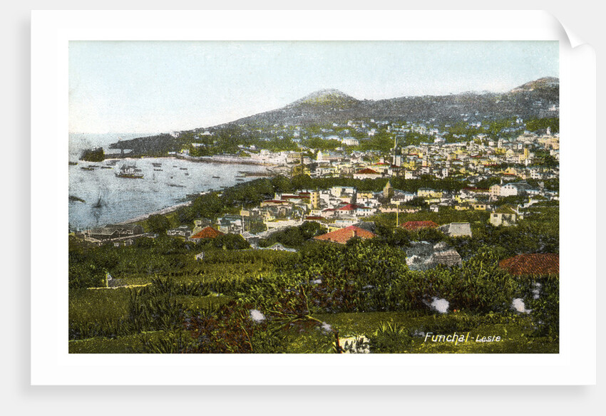 Funchal, Madeira by Anonymous