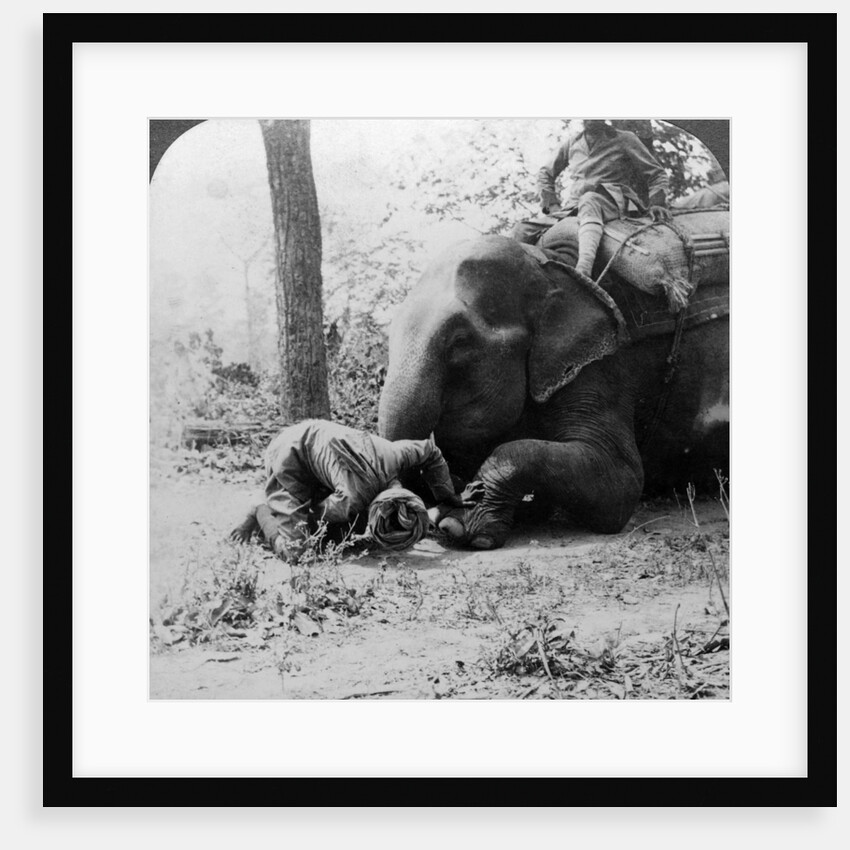 Mahout removing a thorn from an elephant's foot, Behar tiger shoot, India by Underwood & Underwood