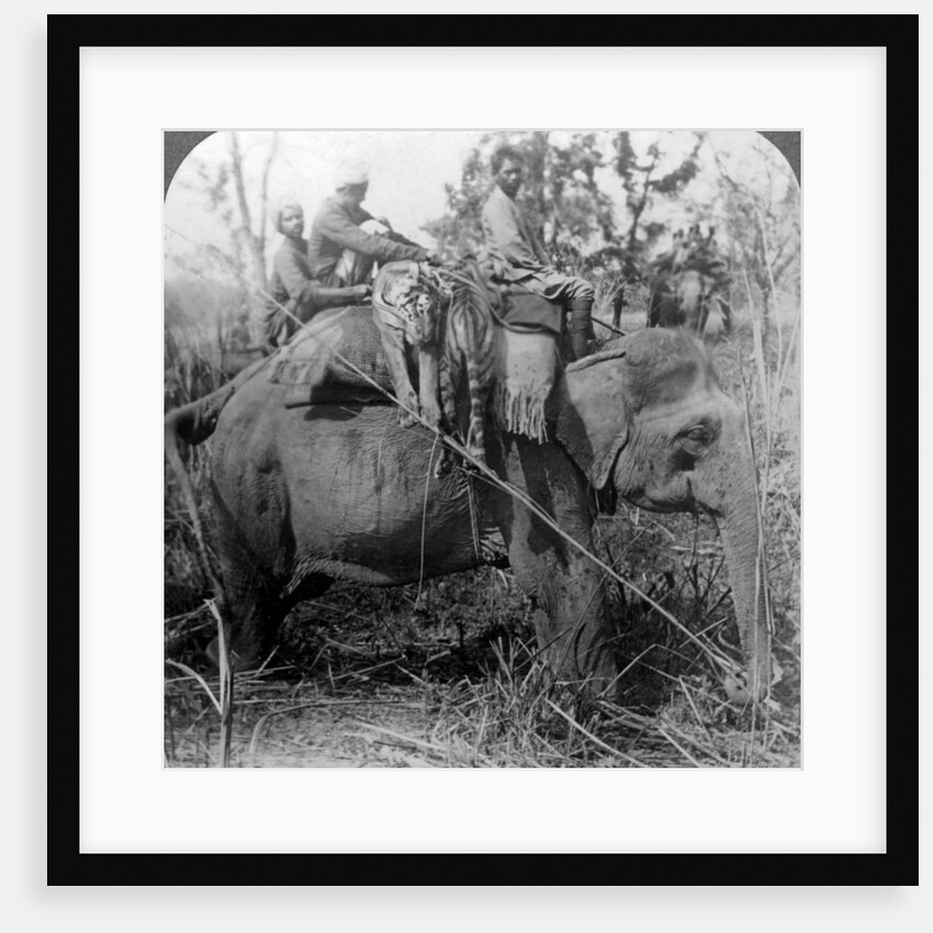 Carrying dead tigers back to camp, Behar ungle, India by Underwood & Underwood