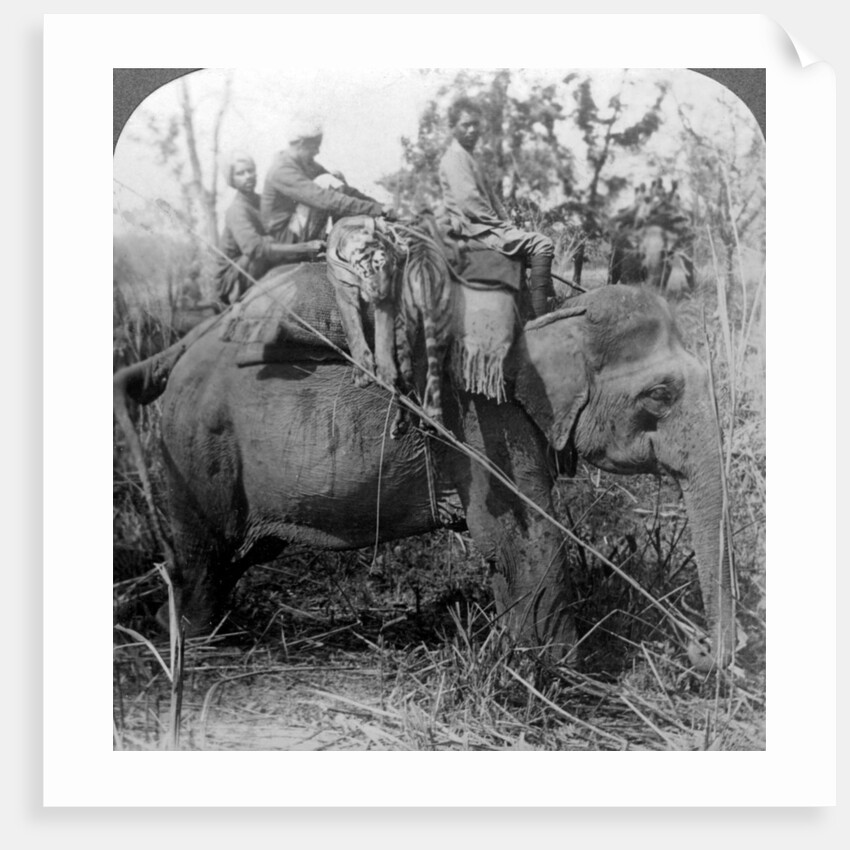 Carrying dead tigers back to camp, Behar ungle, India by Underwood & Underwood