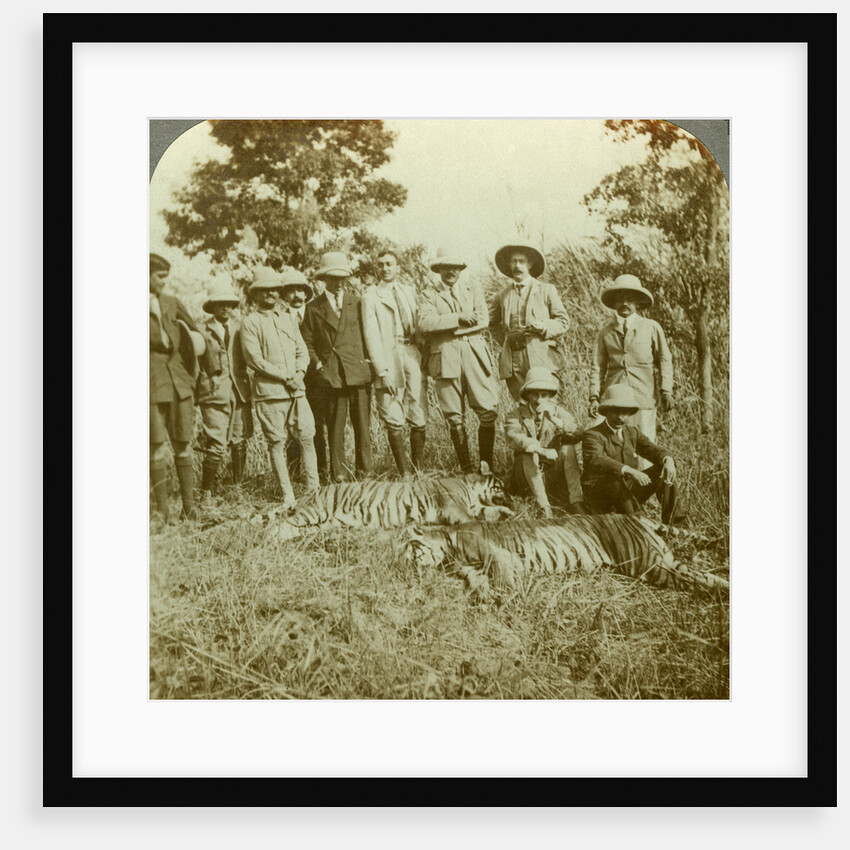 Tiger hunting, Cooch Behar, West Bengal, India by Underwood & Underwood