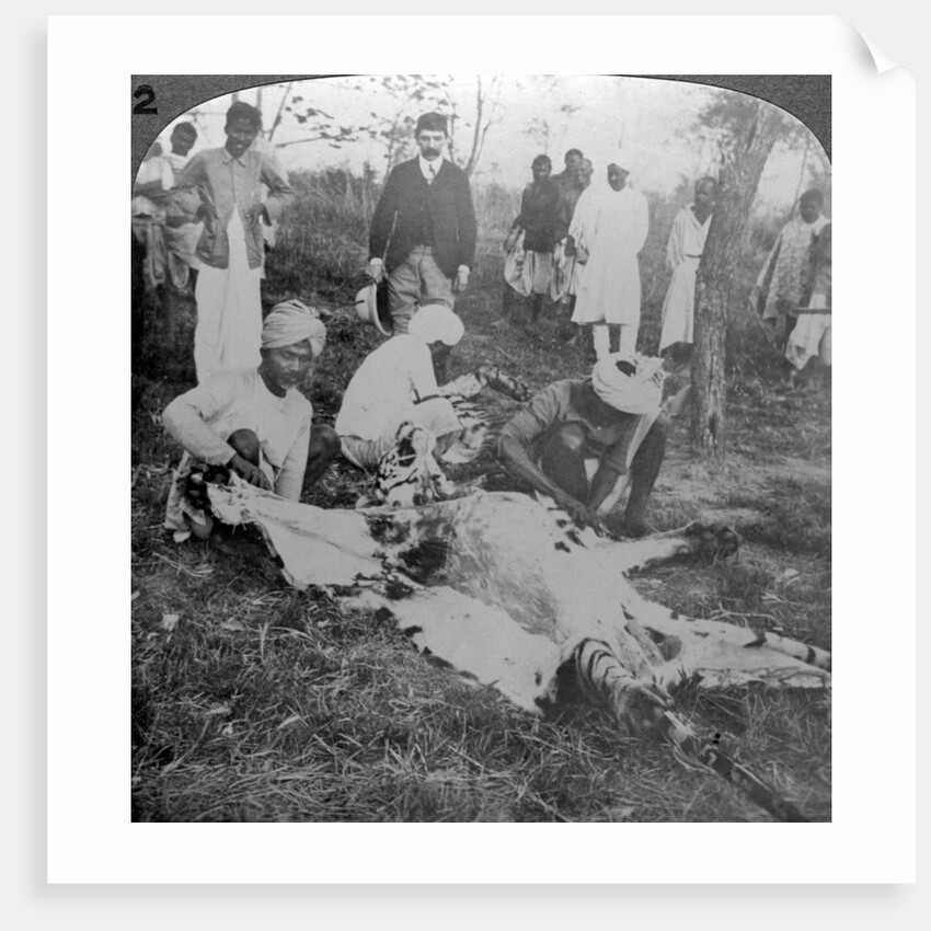 Skinning a dead tiger, shoot of the Maharajah of Cooch Behar, India by Underwood & Underwood
