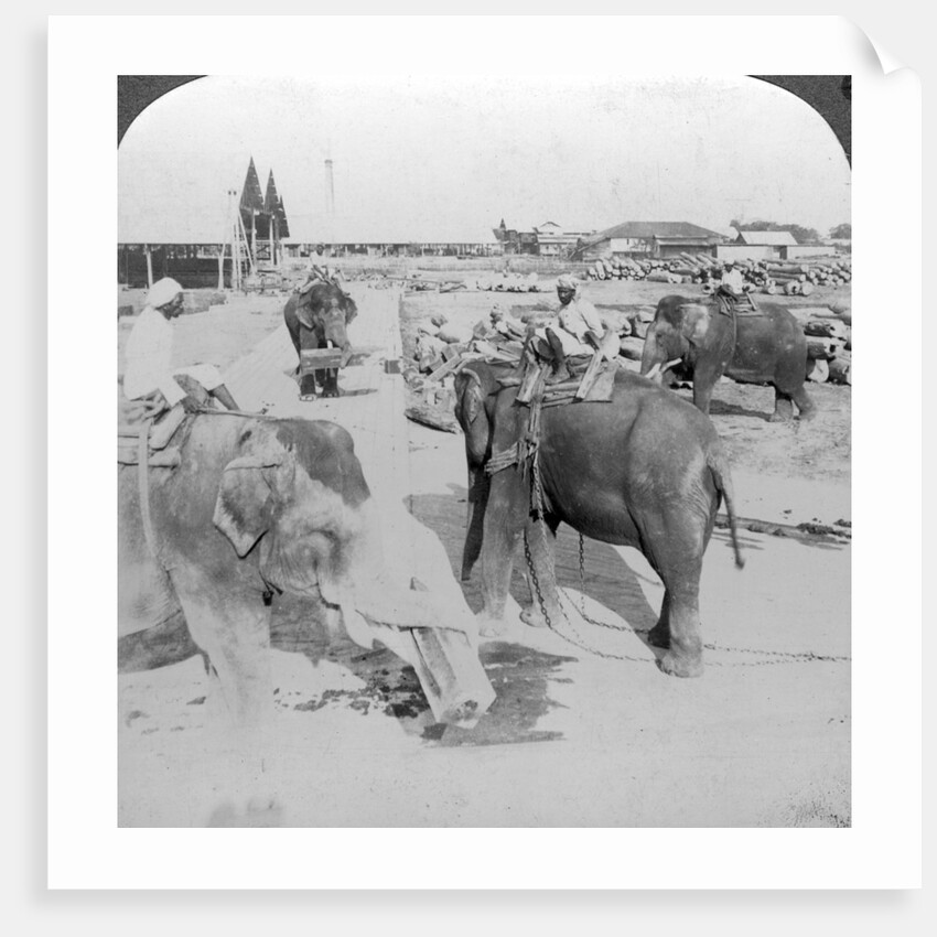 Elephants working in a timber yard, India by Underwood & Underwood