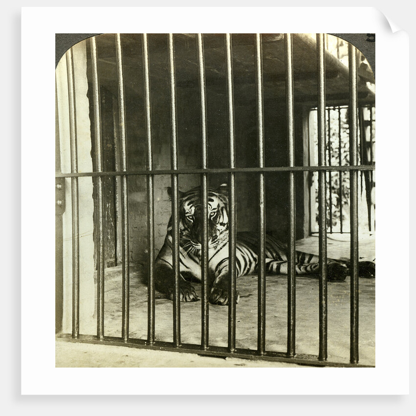 Captured man-eating tiger blamed for 200 deaths, Calcutta, India by Underwood & Underwood