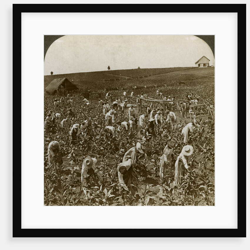 Tobacco field, Montpeller, Jamaica by Underwood & Underwood