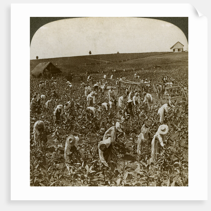 Tobacco field, Montpeller, Jamaica by Underwood & Underwood