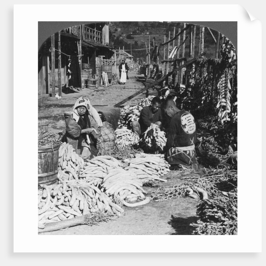Sorting and packing daikon (Japanese radishes) on the waterfront, Atami, Japan by HC White