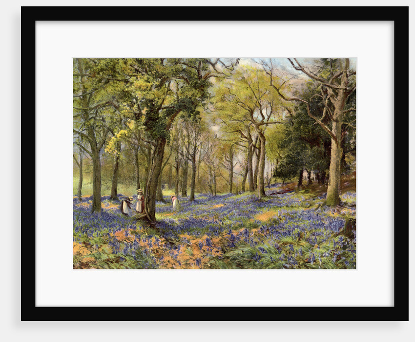 Wild Hyacinths in a Surrey Copse by Anonymous