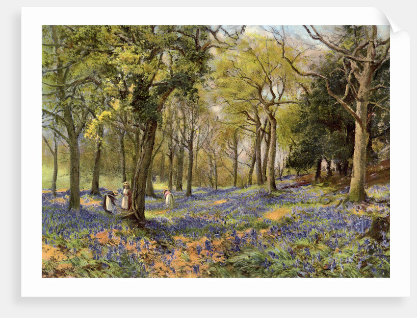 Wild Hyacinths in a Surrey Copse by Anonymous