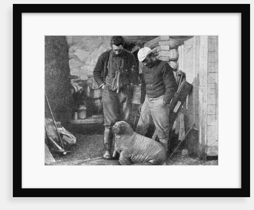 Walrus cub by Frederick George Jackson
