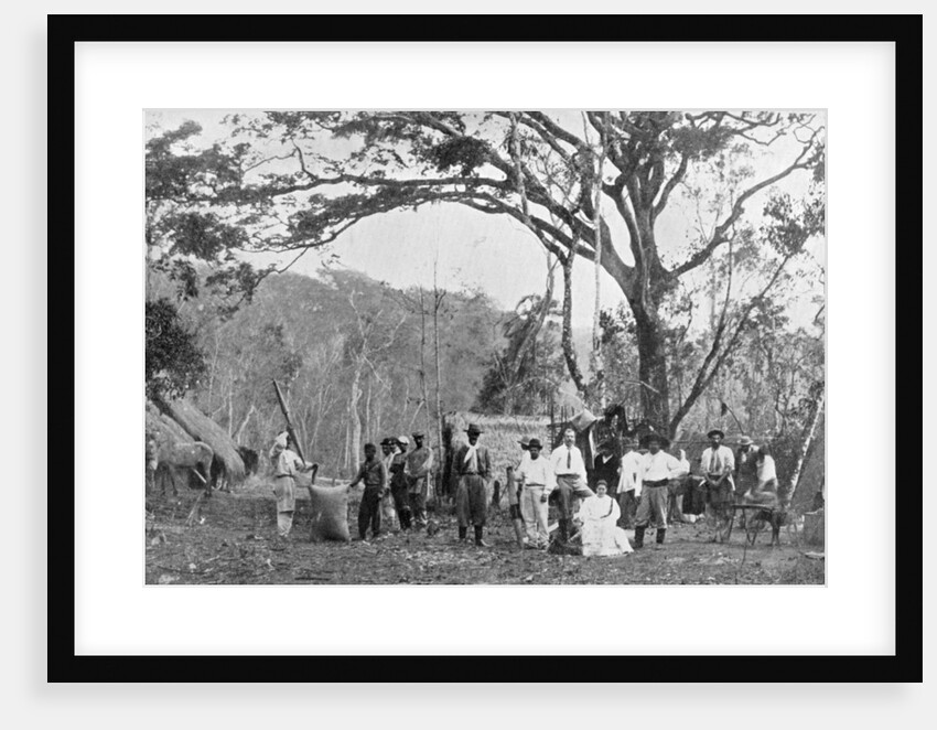 Paraguayan tea gathering, Paraguay by Anonymous
