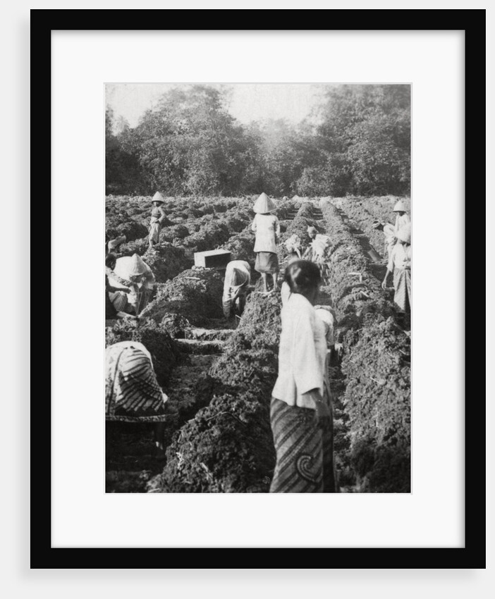 Preparing irrigation channels at a sugar plantation, Java, Dutch East Indies by Anonymous