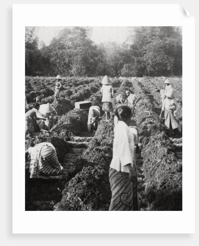 Preparing irrigation channels at a sugar plantation, Java, Dutch East Indies by Anonymous
