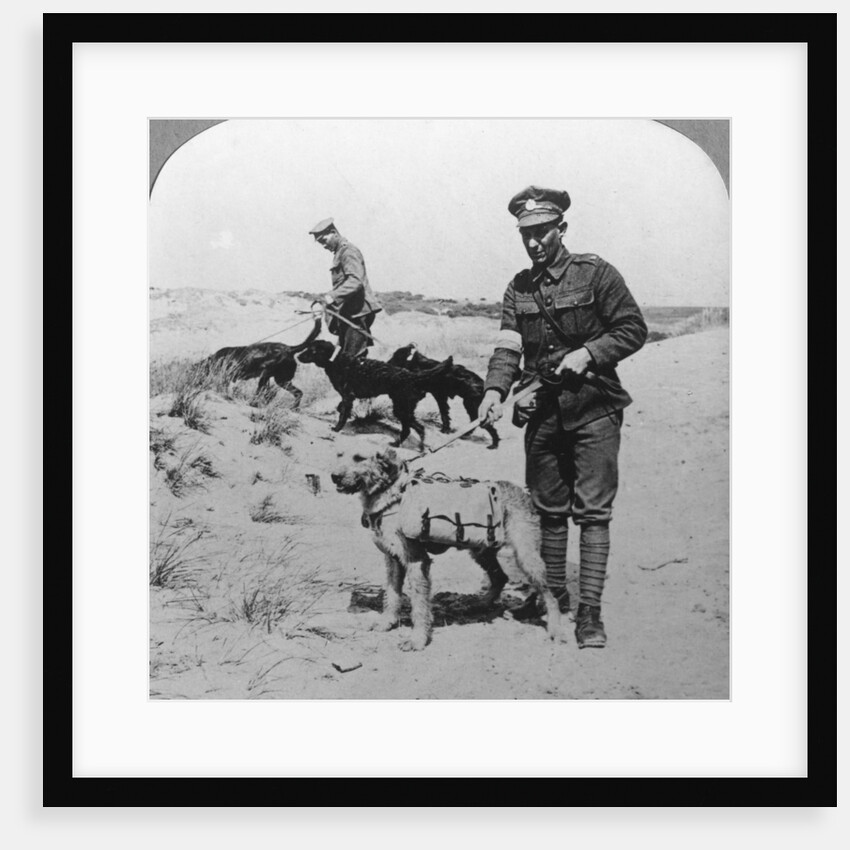 First aid dogs, World War I by Realistic Travels Publishers