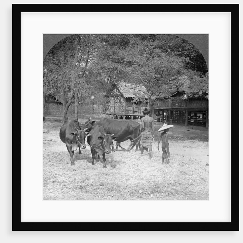 Threshing rice, Amarapura, Burma by Stereo Travel Co