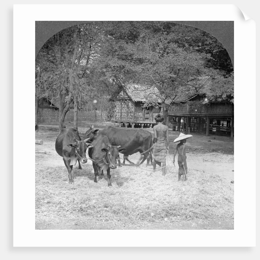 Threshing rice, Amarapura, Burma by Stereo Travel Co