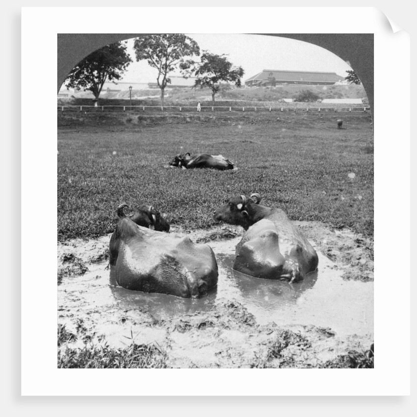 Buffalo 'wallow', Burma by Stereo Travel Co