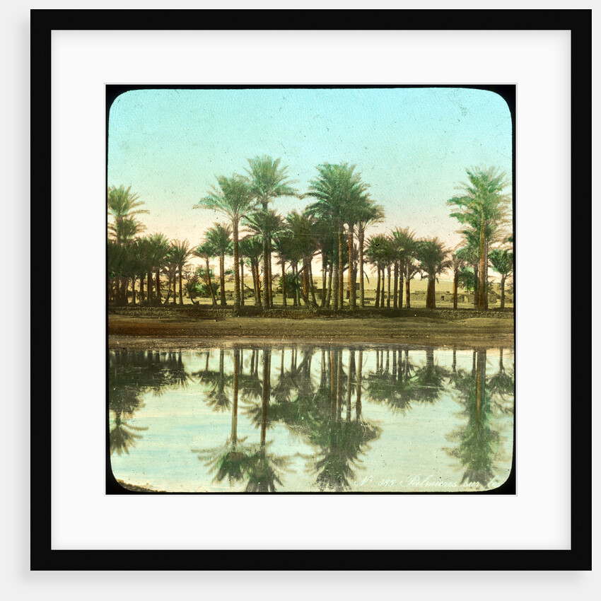 Palm trees reflected in water, India by Anonymous