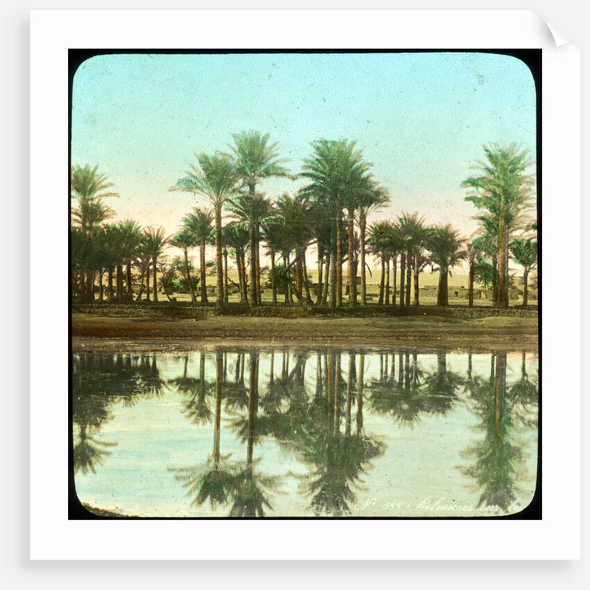 Palm trees reflected in water, India by Anonymous