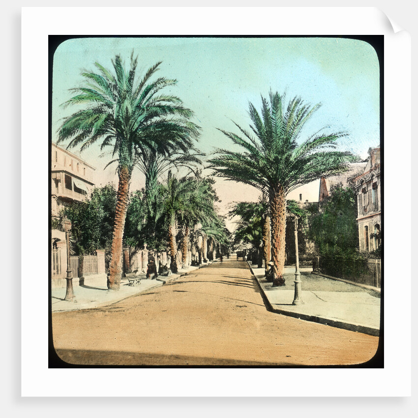 Avenue of Palms, Hyeres, France by Anonymous