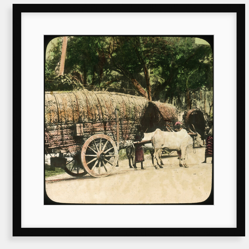 Native bullock cart, Ceylon by Anonymous