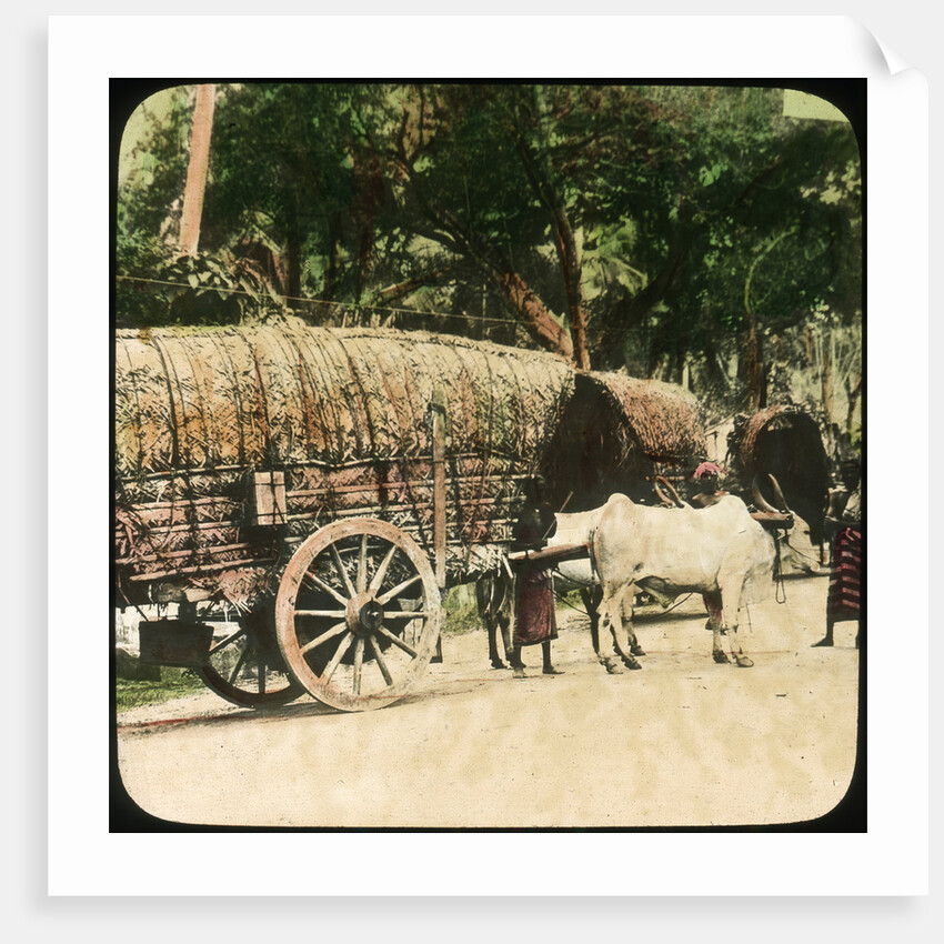 Native bullock cart, Ceylon by Anonymous