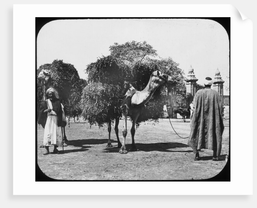 Camels carrying fodder, Egypt by Newton & Co
