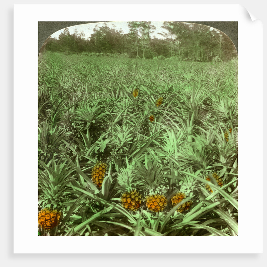 'Where the luscious pineapple grows', Florida, USA by Underwood & Underwood