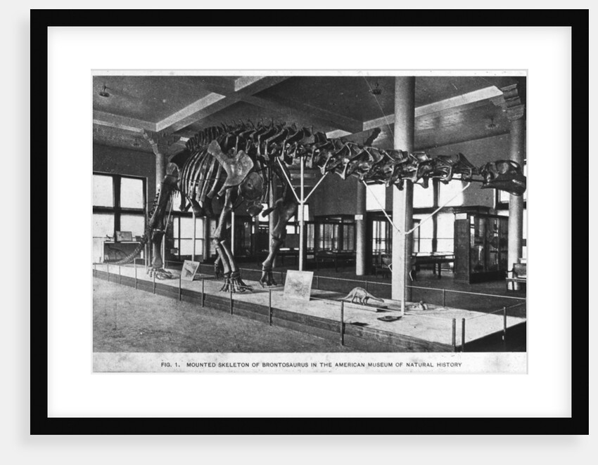 Brontosaurus skeleton, American Museum of Natural History by Anonymous