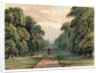 Long Walk, Windsor Park by Anonymous