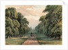 Long Walk, Windsor Park by Anonymous