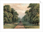 Long Walk, Windsor Park by Anonymous