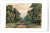 Long Walk, Windsor Park by Anonymous