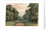 Long Walk, Windsor Park by Anonymous