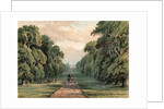 Long Walk, Windsor Park by Anonymous