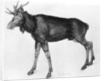Young Scandinavian Elk with Immature Antlers by Albrecht Dürer