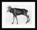 Young Scandinavian Elk with Immature Antlers by Albrecht Dürer