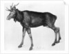 Young Scandinavian Elk with Immature Antlers by Albrecht Dürer
