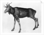 Young Scandinavian Elk with Immature Antlers by Albrecht Dürer