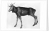 Young Scandinavian Elk with Immature Antlers by Albrecht Dürer